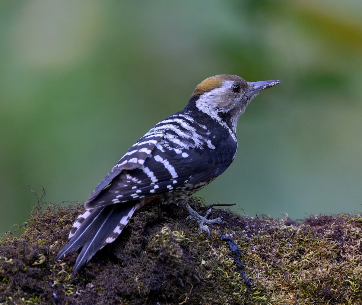 Brown-fronted Woodpecker - ML644911691