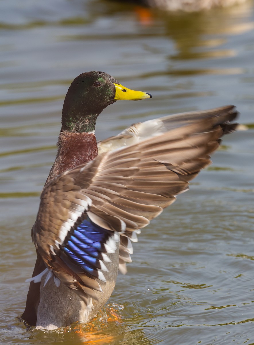 Basahatea - ML644911696