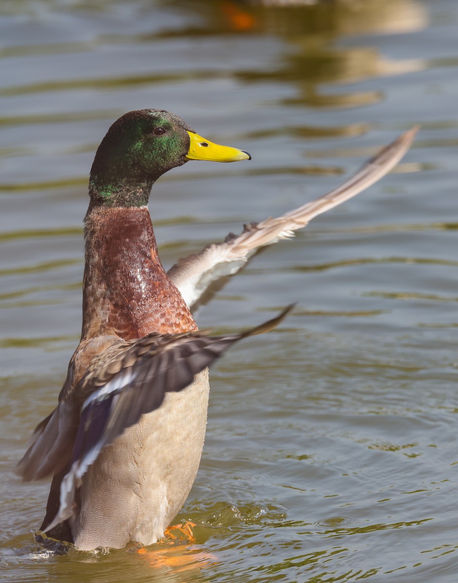 Basahatea - ML644911697