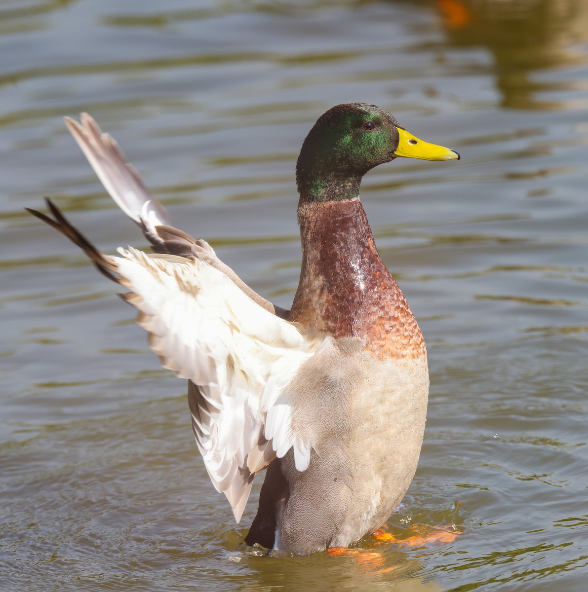 Basahatea - ML644911698