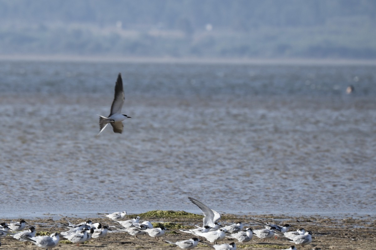 Sooty Tern - ML644911723