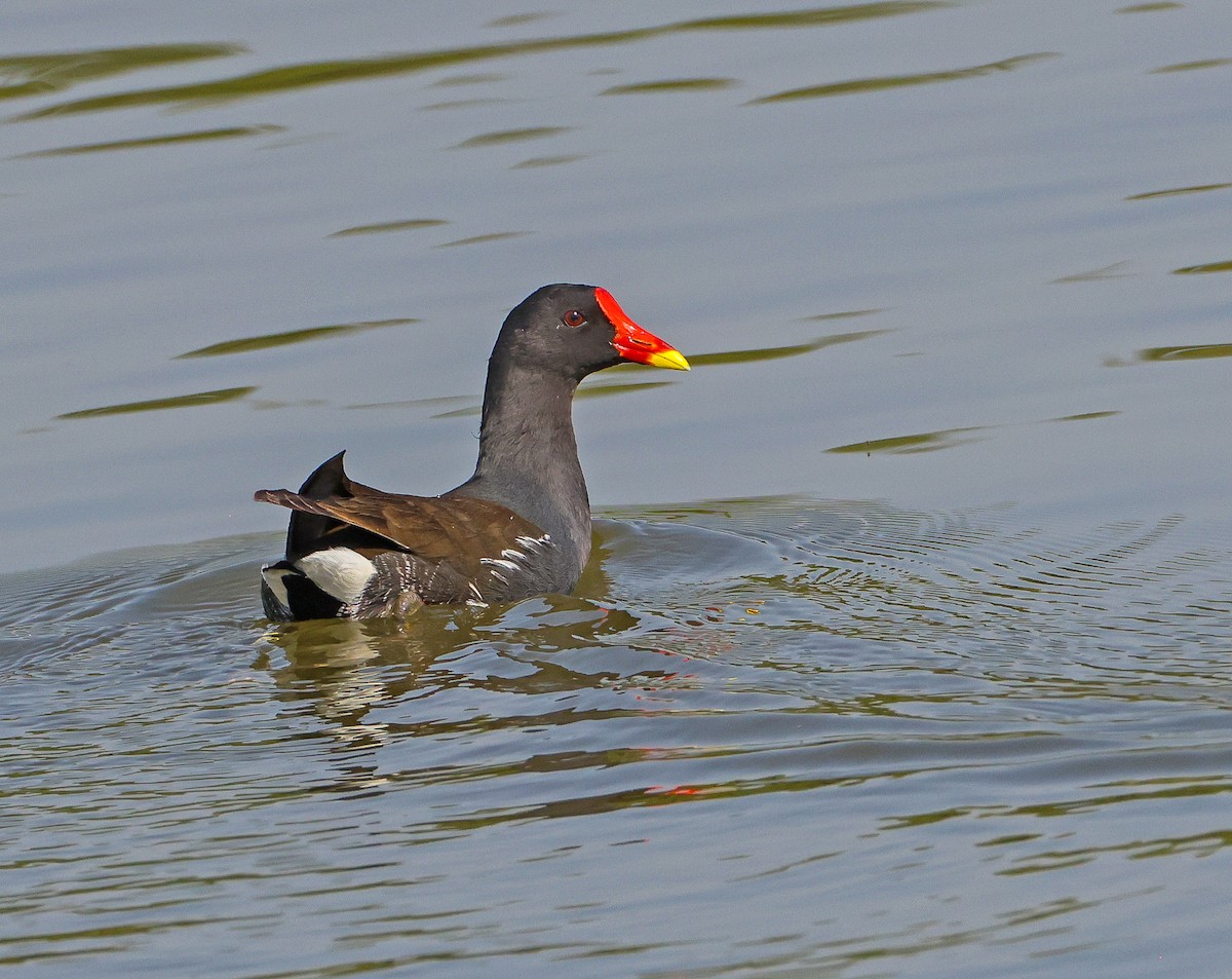 Uroilo arrunta - ML644911727