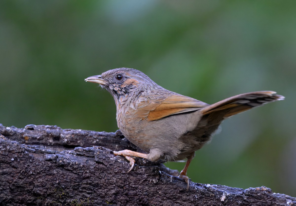 Garrulaxe barré - ML644911733