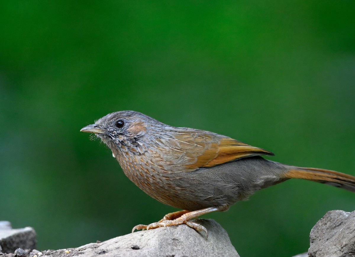 Garrulaxe barré - ML644911734