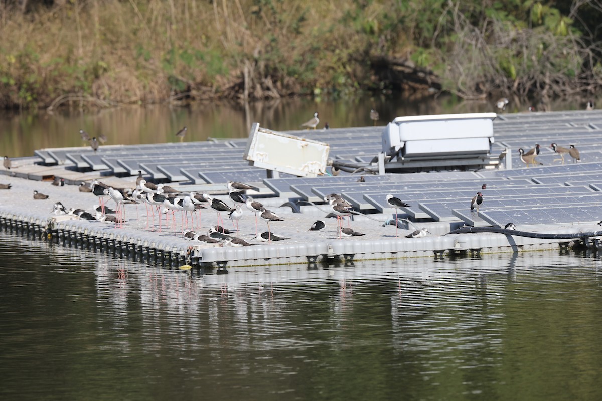 Zankaluze eurasiarra - ML644911738