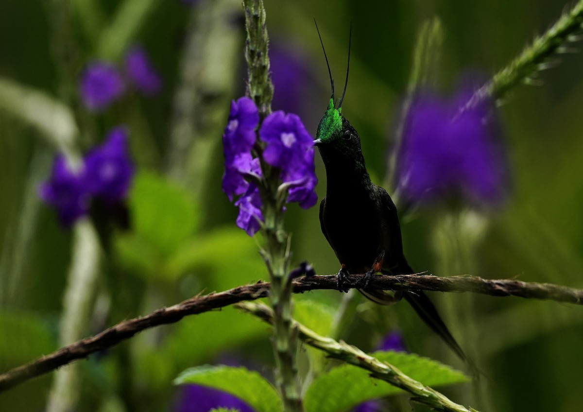 Wire-crested Thorntail - ML644911751