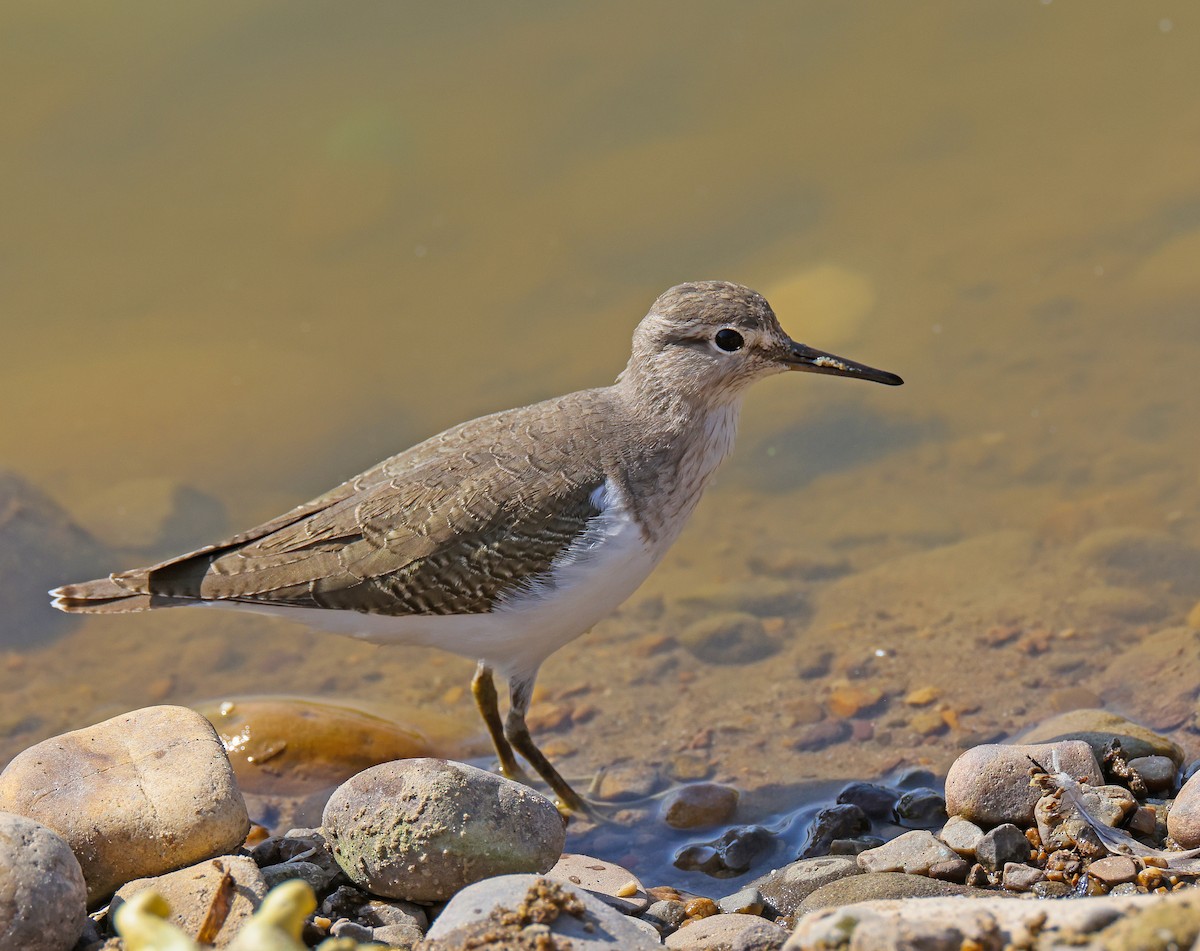 Kuliska txikia - ML644911752