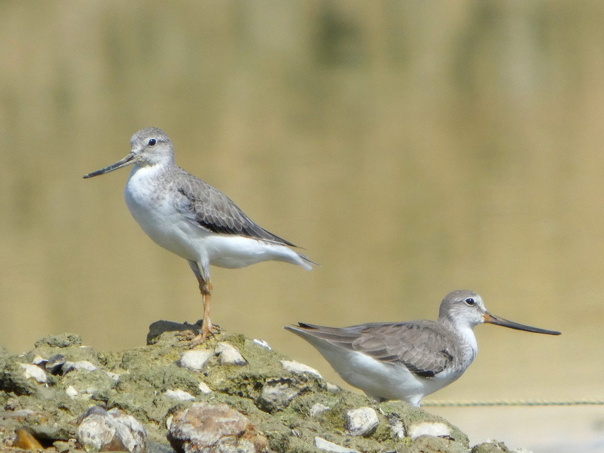Terek Sandpiper - ML644911757