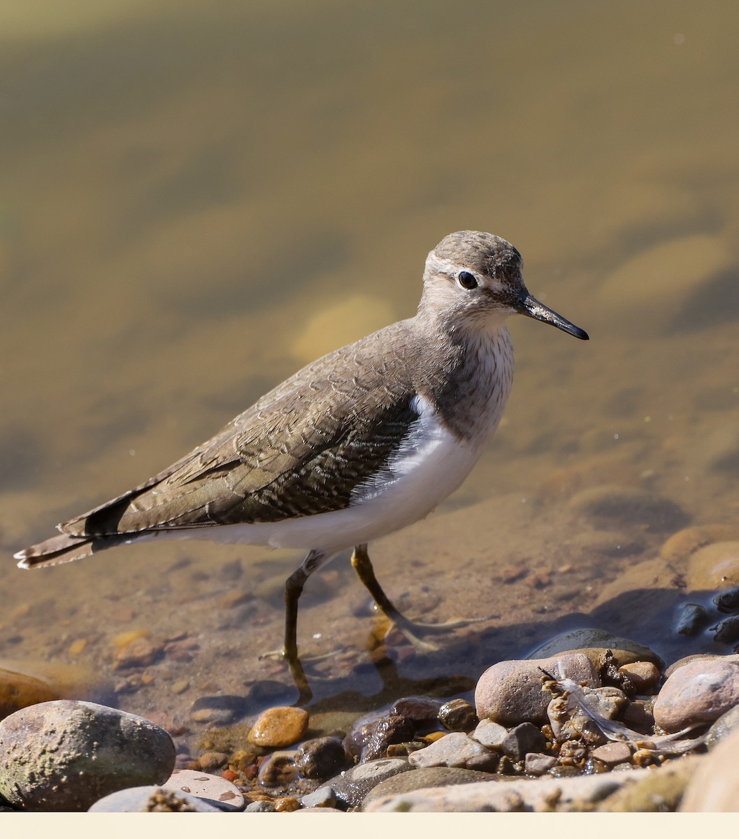 Kuliska txikia - ML644911758