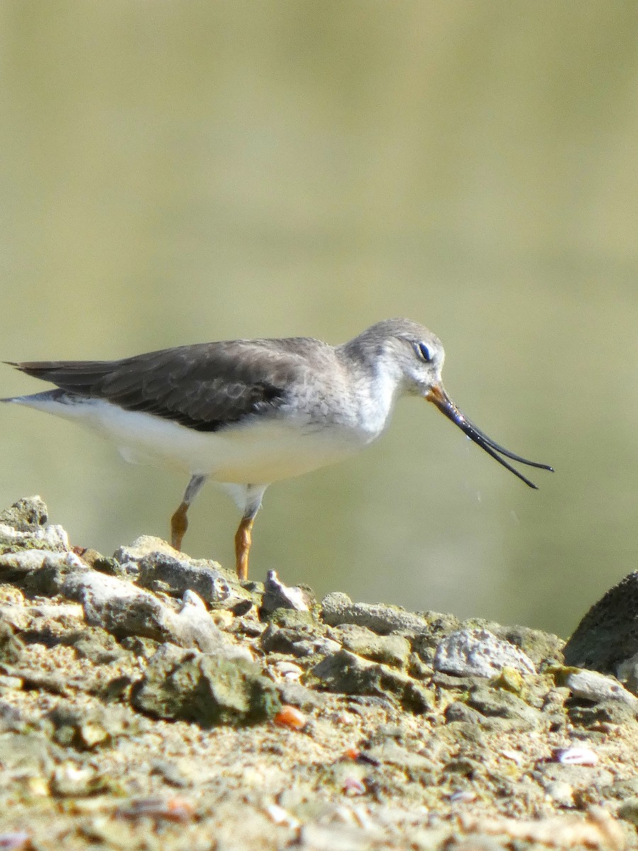 Terek Sandpiper - ML644911760