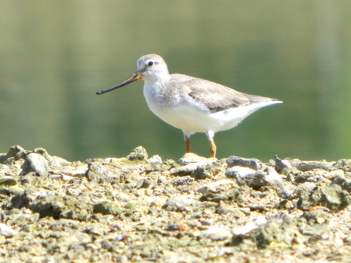 Terek Sandpiper - ML644911761