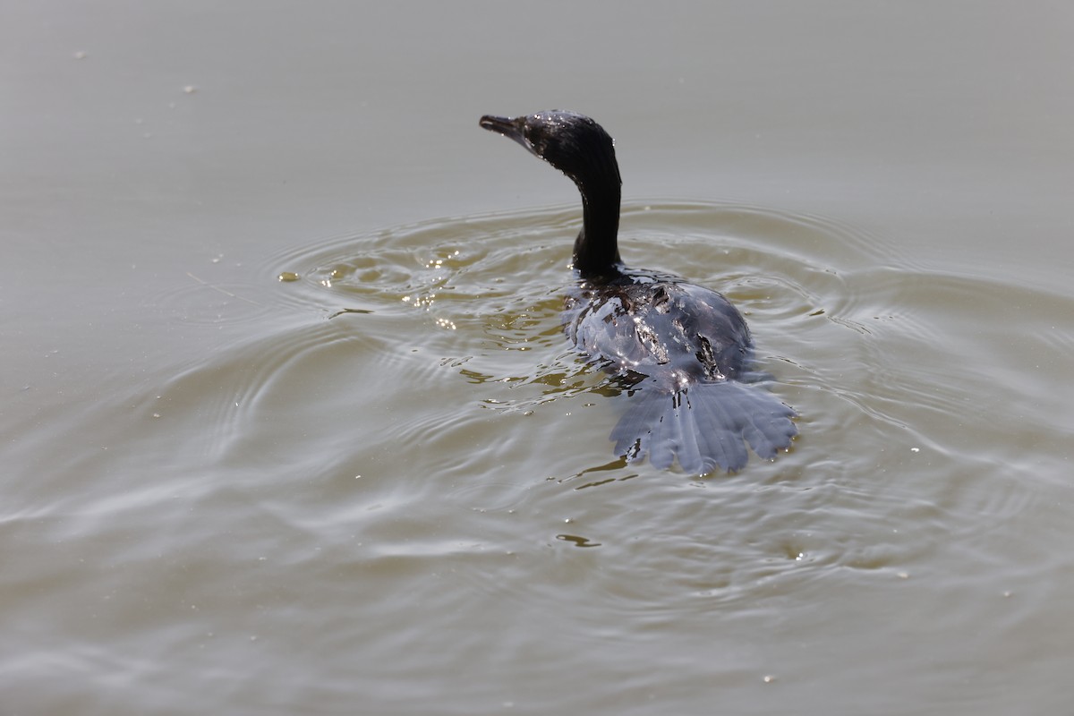 Little Cormorant - ML644911771