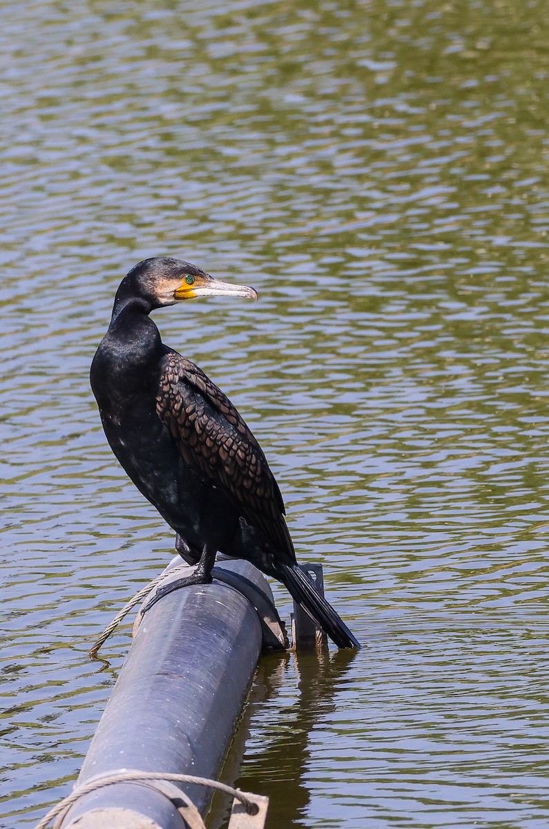 Ubarroi handia - ML644911777