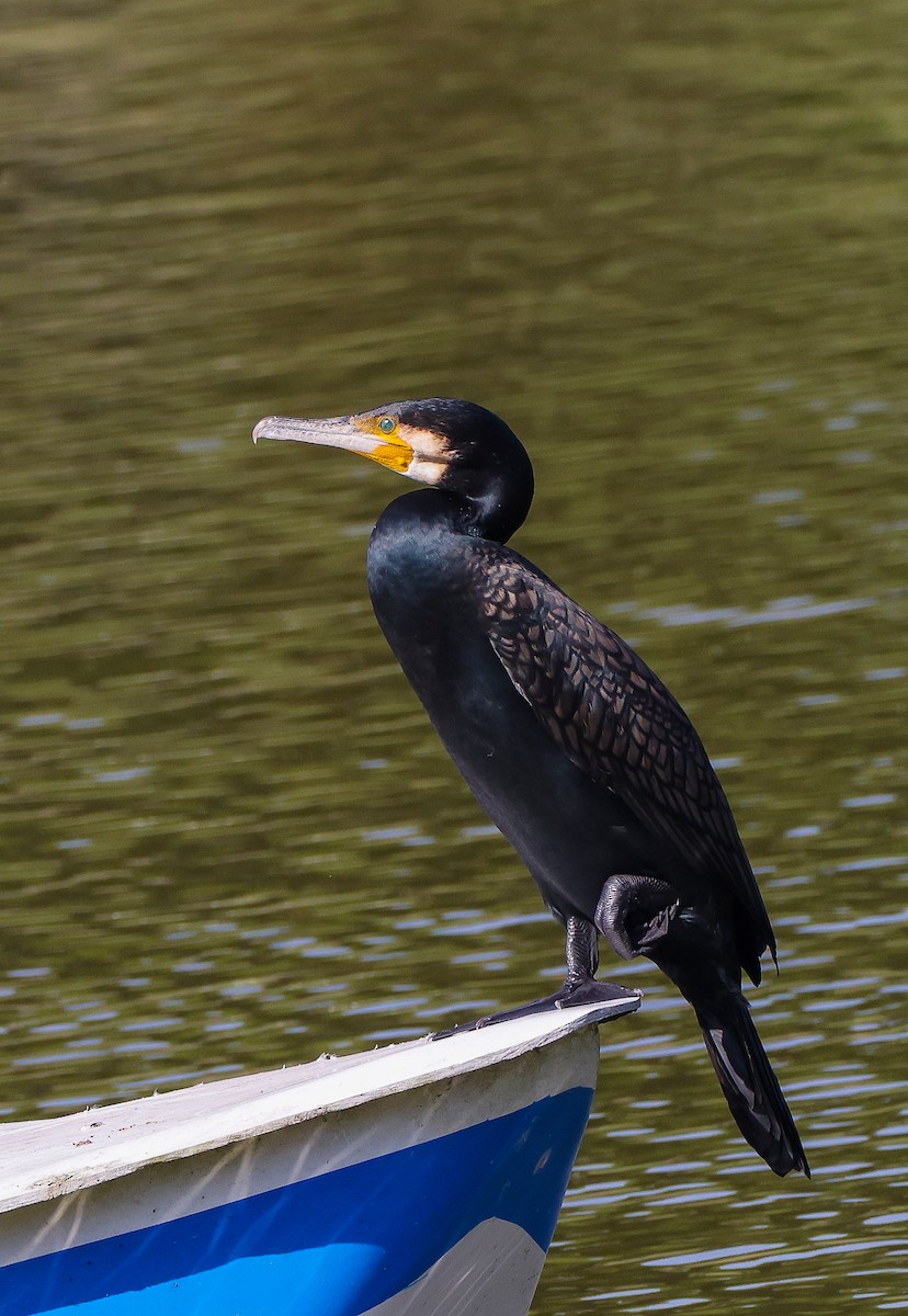 Ubarroi handia - ML644911784