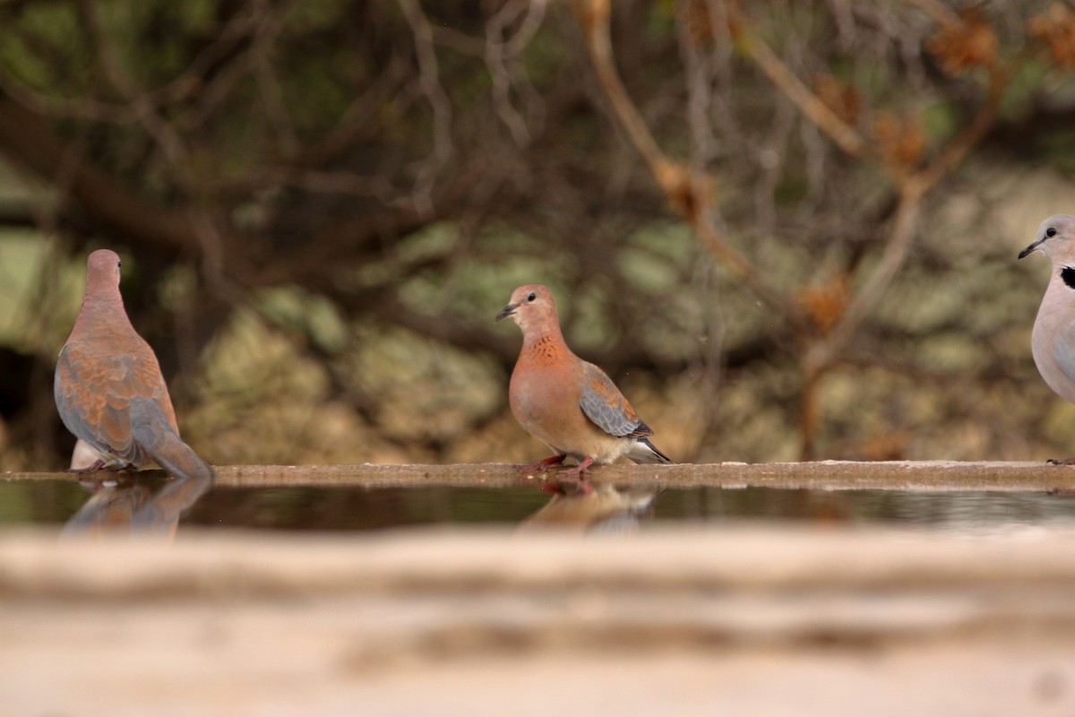 Laughing Dove - ML644911786