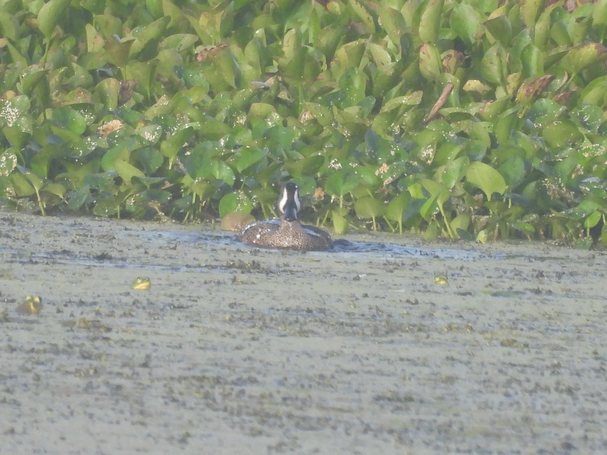 Zertzeta hegalurdina - ML644911787