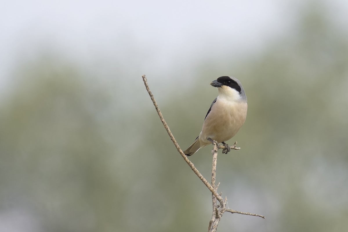 Чернолобый сорокопут - ML644911789