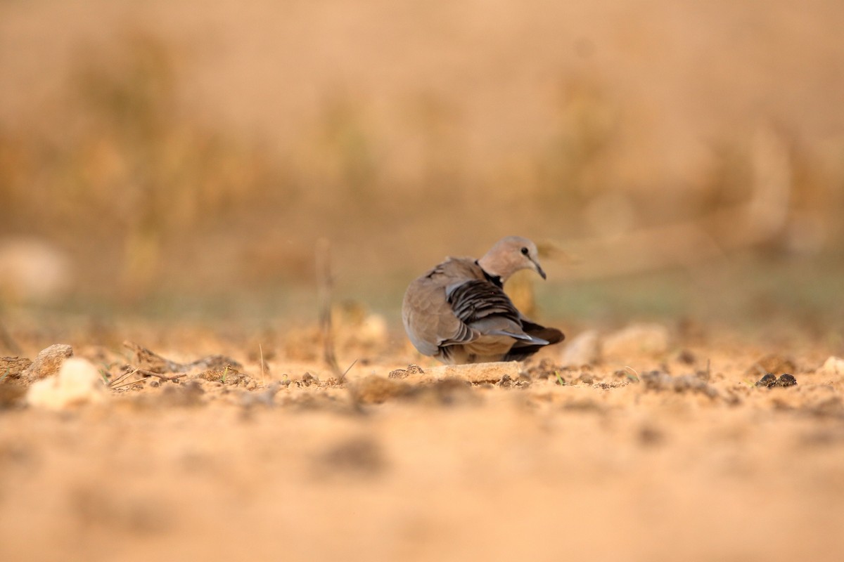 Ring-necked Dove - ML644911790