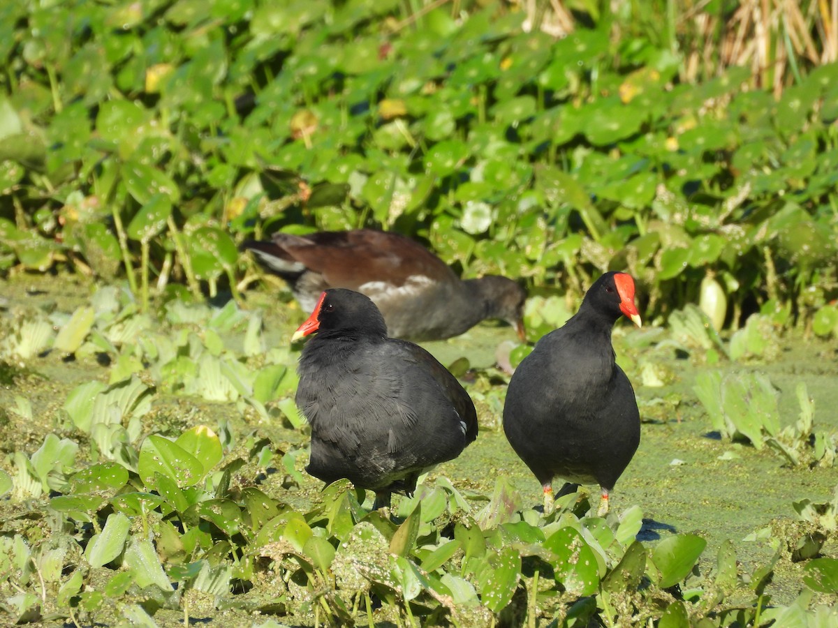 Gallinule d'Amérique - ML644911794