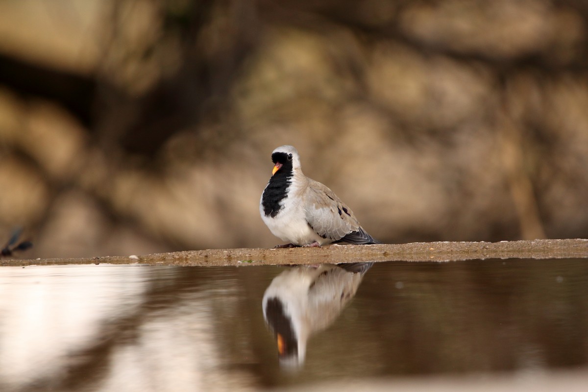 Namaqua Dove - ML644911796