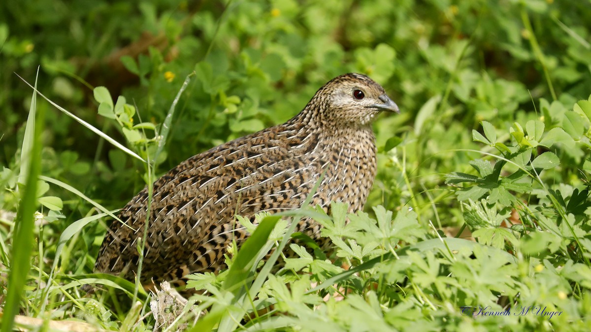 ヌマウズラ - ML644911801