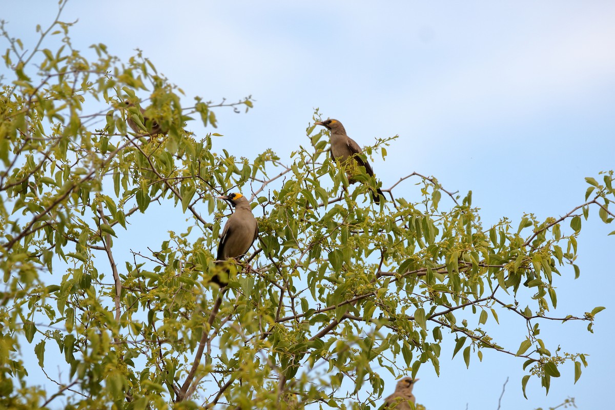 Wattled Starling - ML644911802