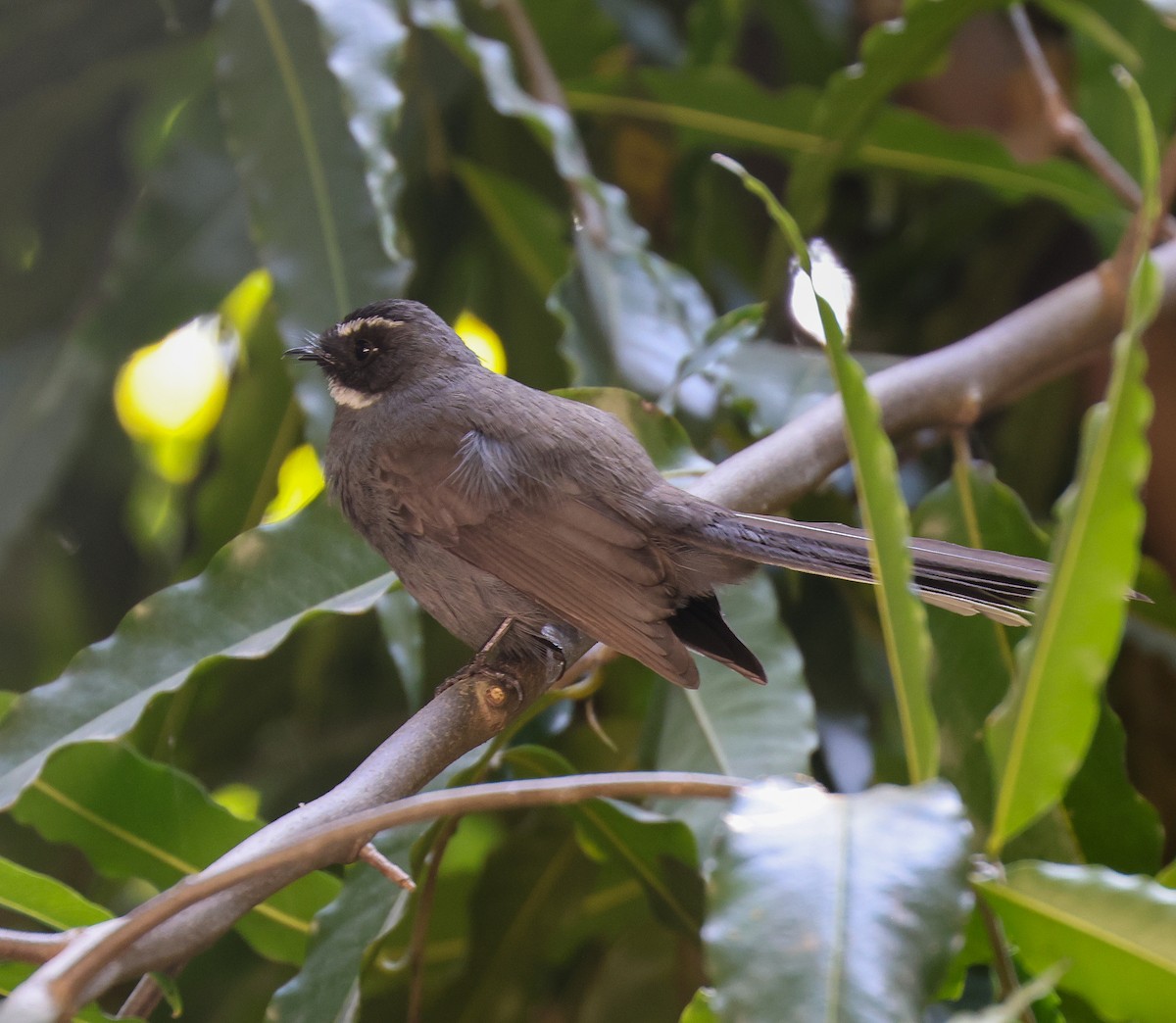 White-throated Fantail - ML644911803