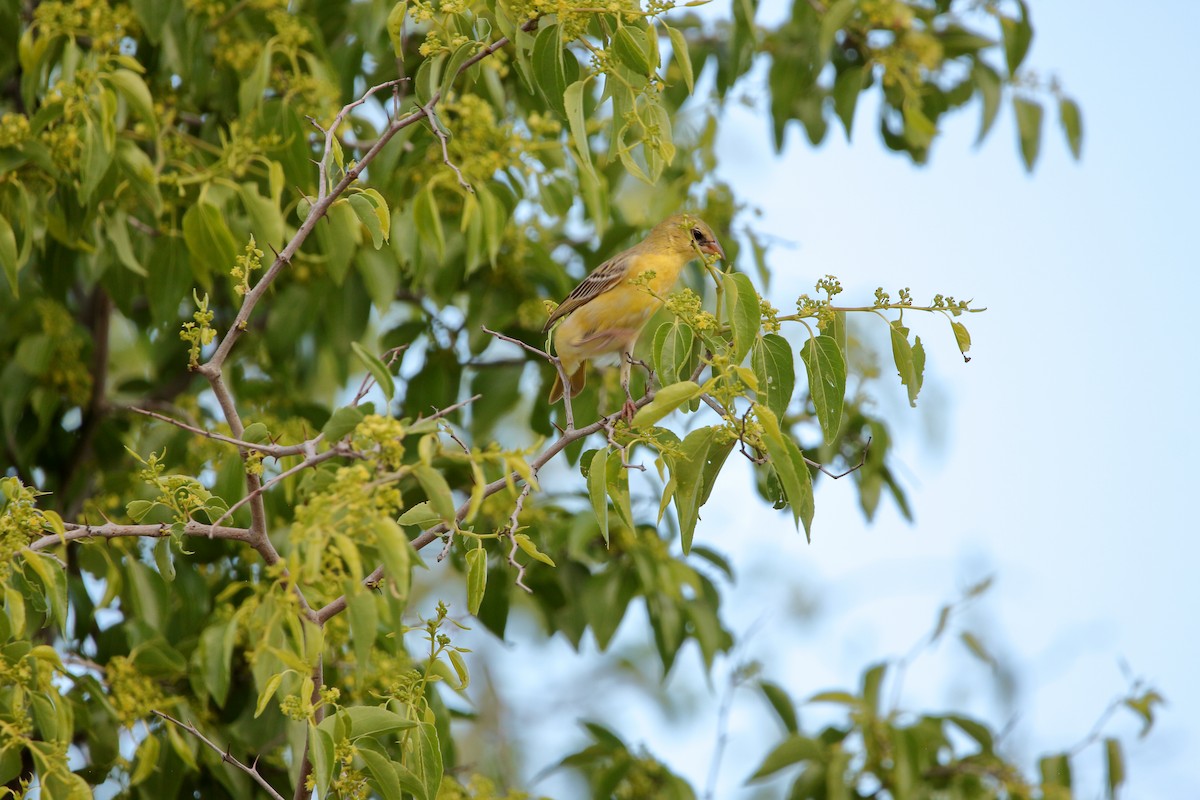 Southern Masked-Weaver - ML644911806