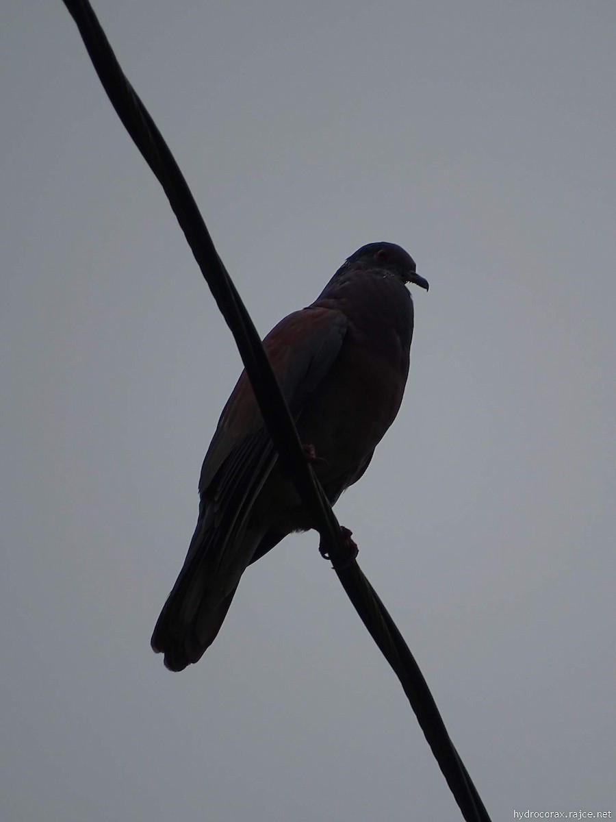 Pale-vented Pigeon - ML644911807