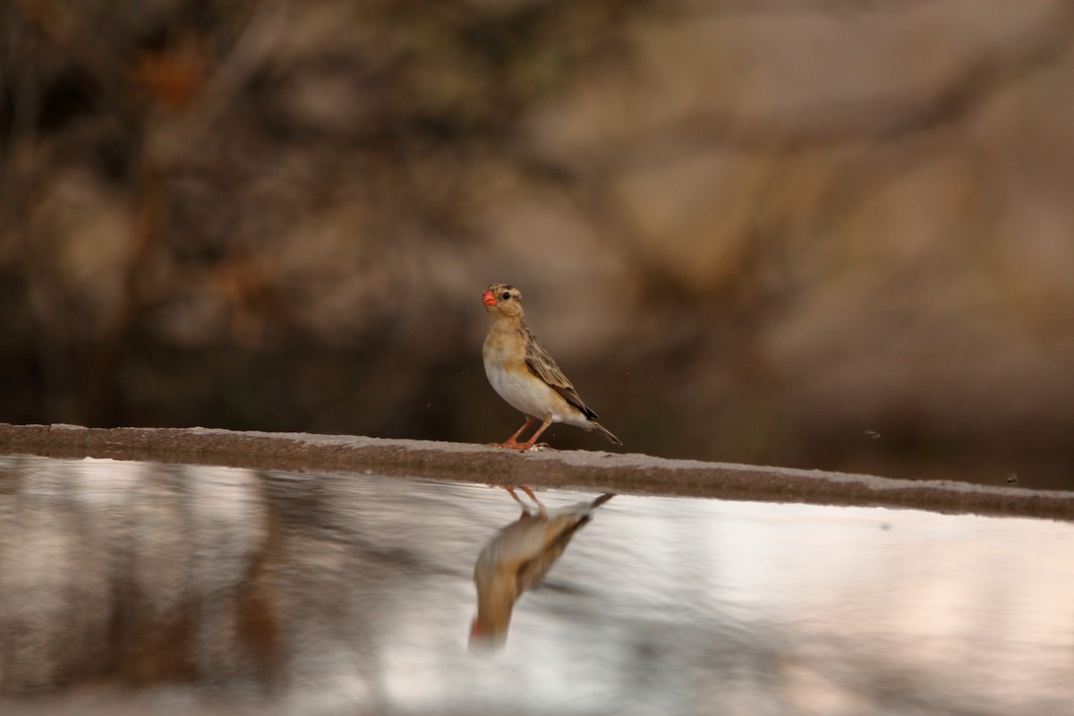 Королевская вдовушка - ML644911810