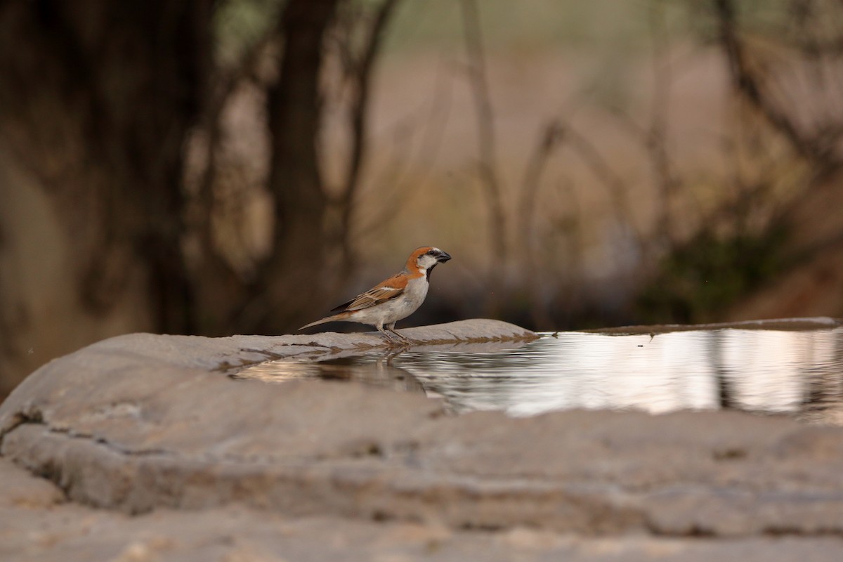Great Rufous Sparrow - ML644911819