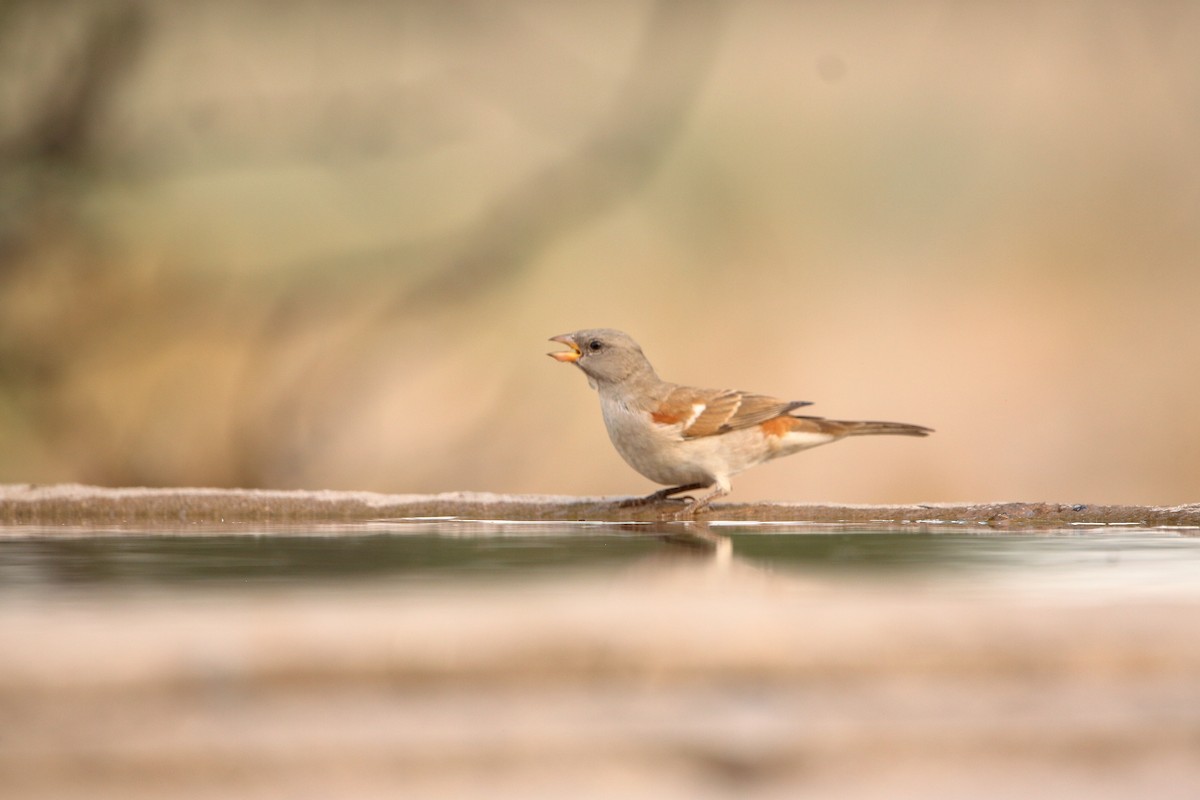 Southern Gray-headed Sparrow - ML644911825