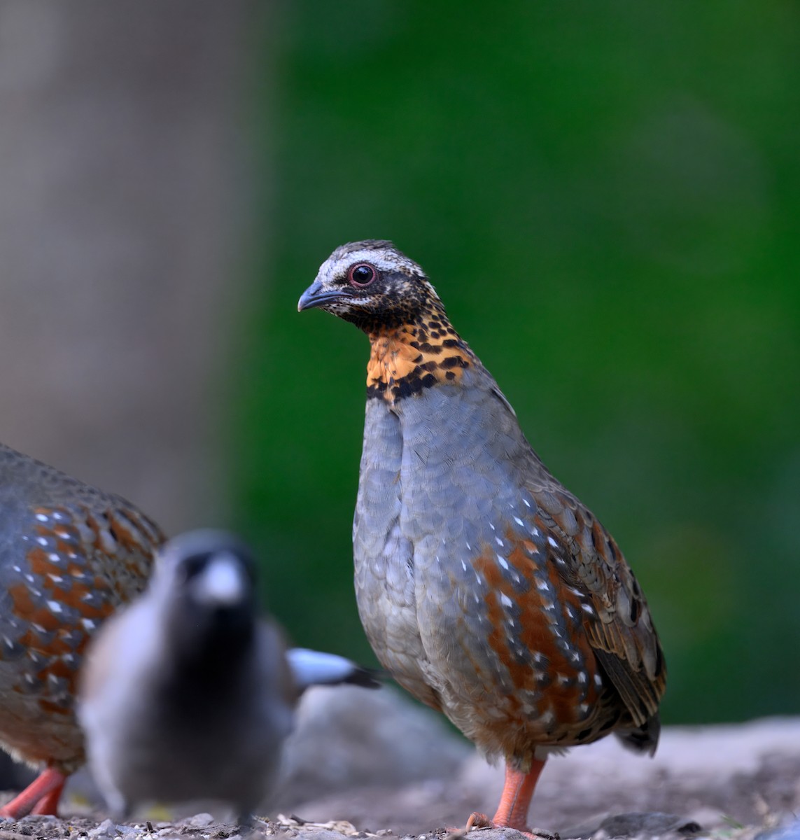 Rufous-throated Partridge - ML644911840