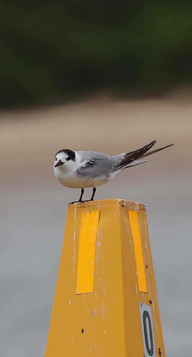 Common Tern - ML644911855