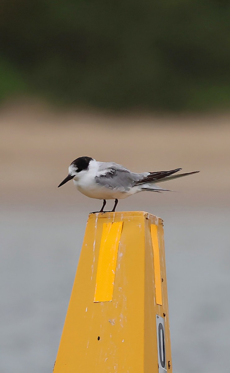 Common Tern - ML644911859