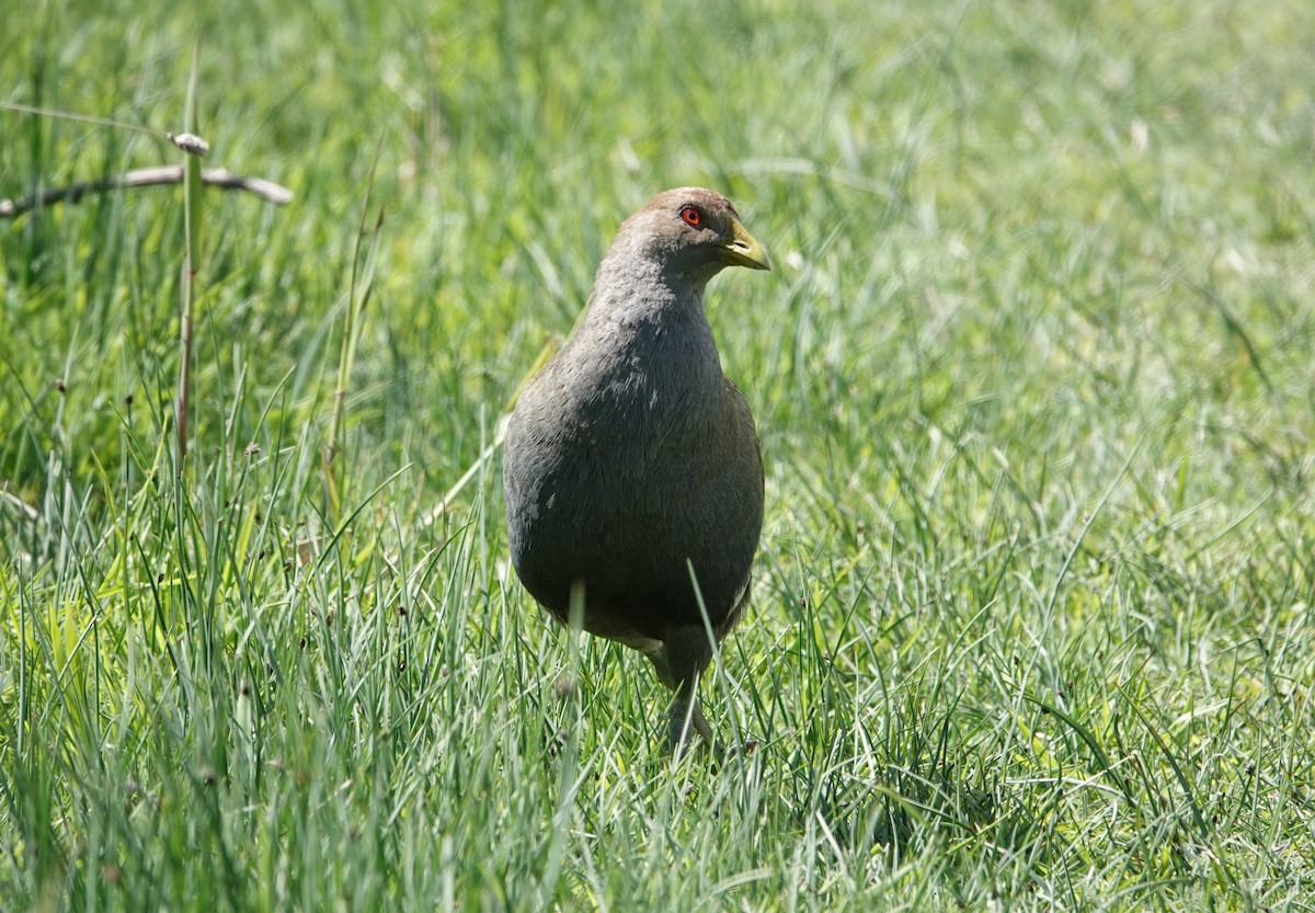 Grünfuß-Teichhuhn - ML644911866