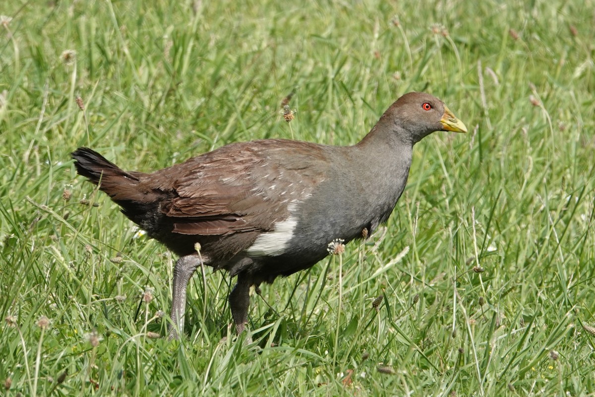 Grünfuß-Teichhuhn - ML644911871