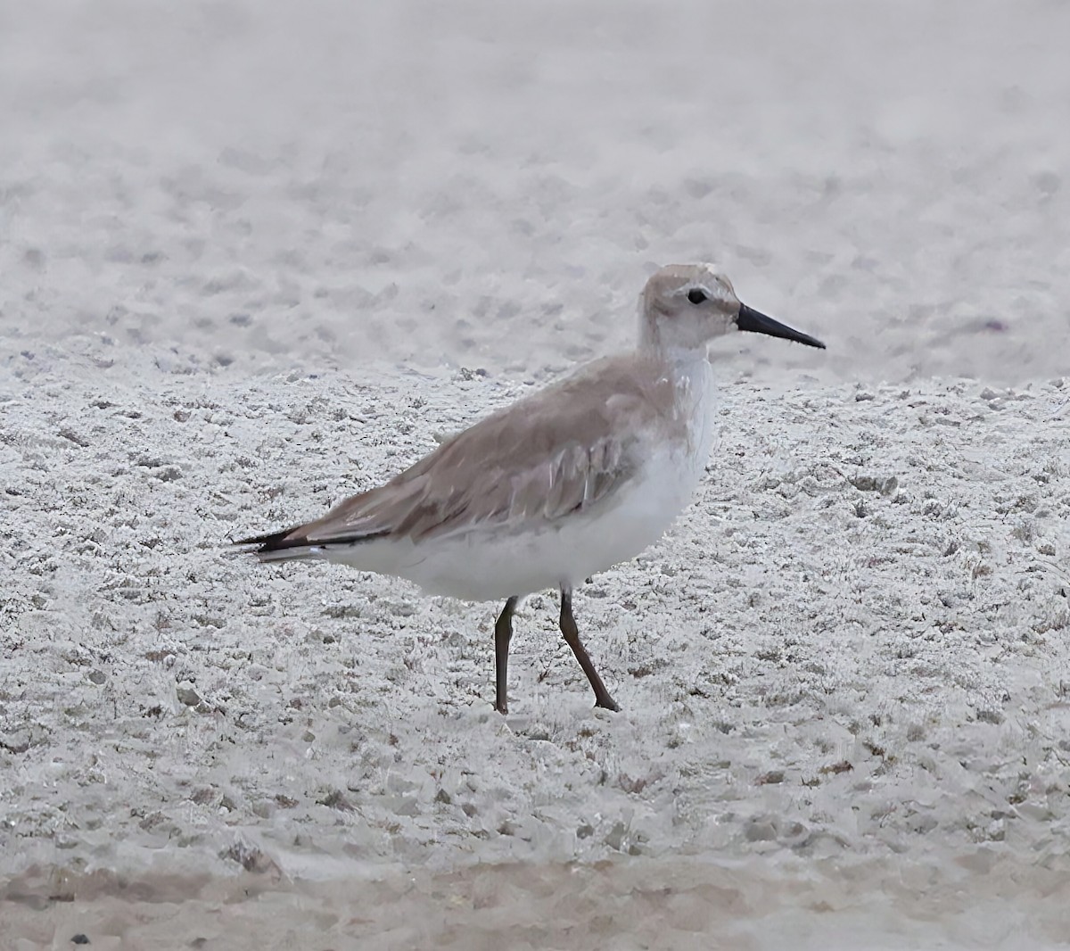 jespák rezavý - ML644911878