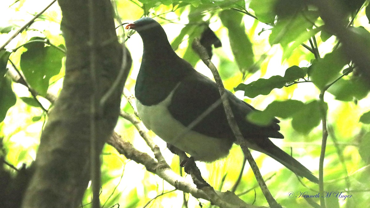 New Zealand Pigeon - ML644911881