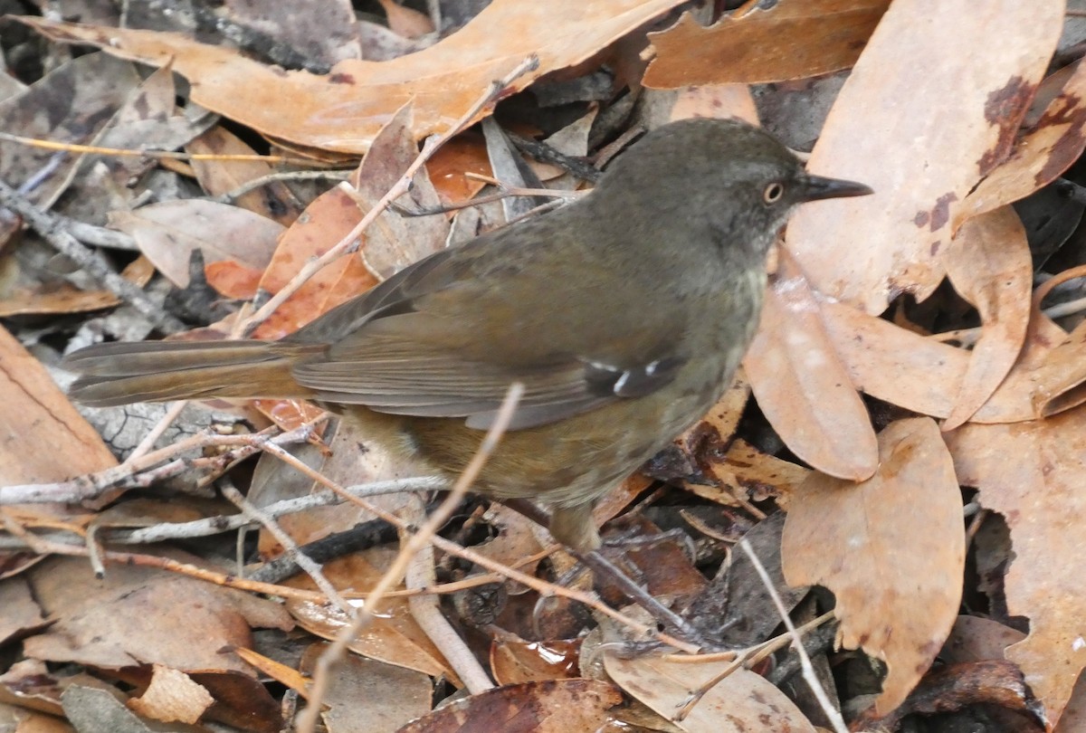 Tasmanian Scrubwren - ML644911911