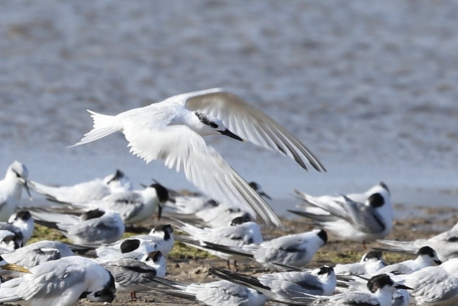 Sandwich Tern (Eurasian) - ML644911913