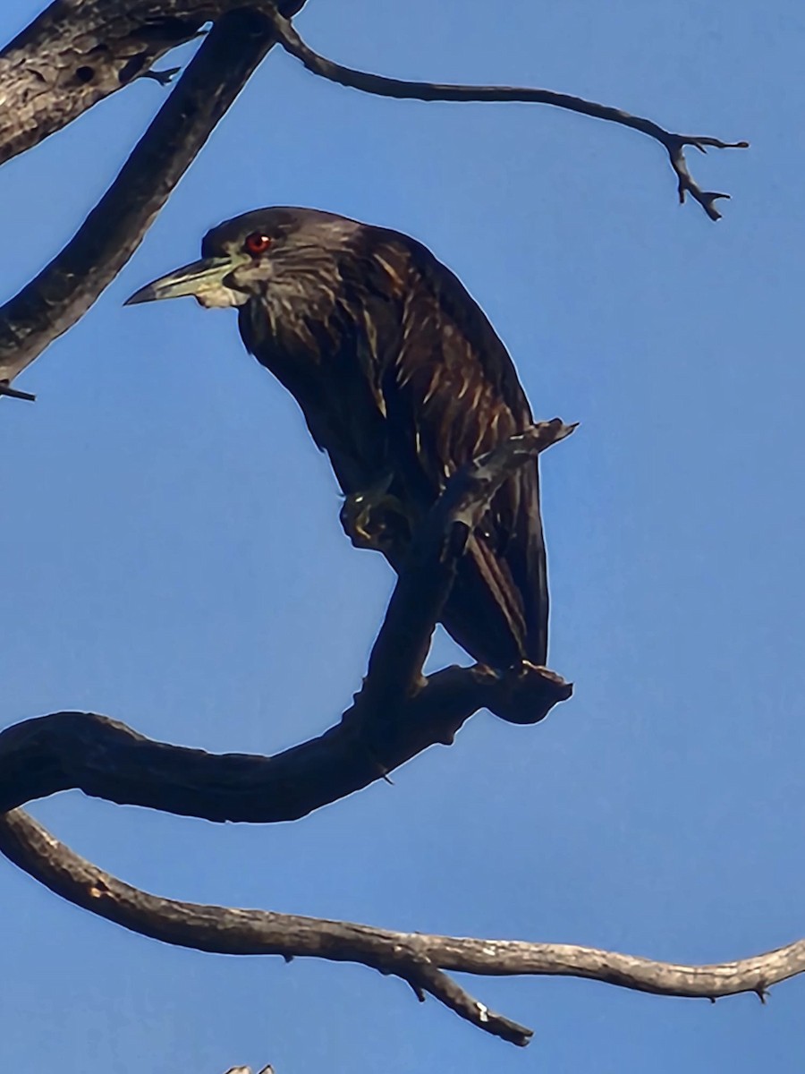 Black-crowned Night Heron - ML644911920