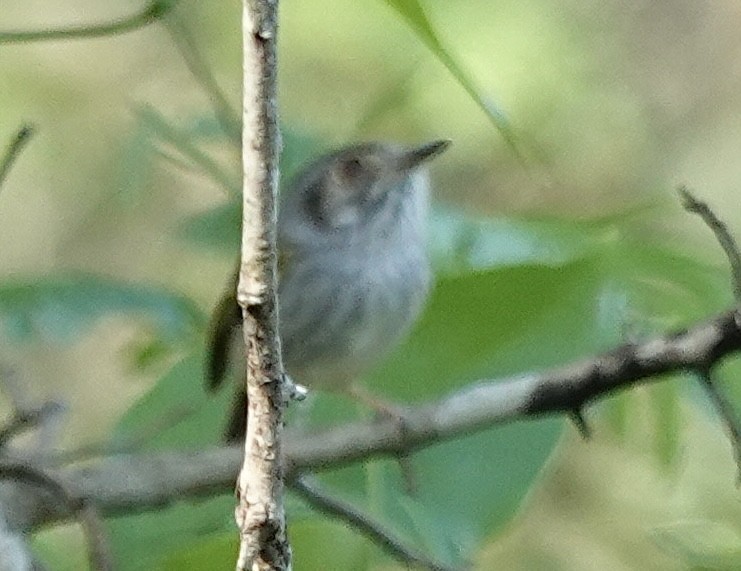 Ak Karınlı Küçük Tiran - ML644911932