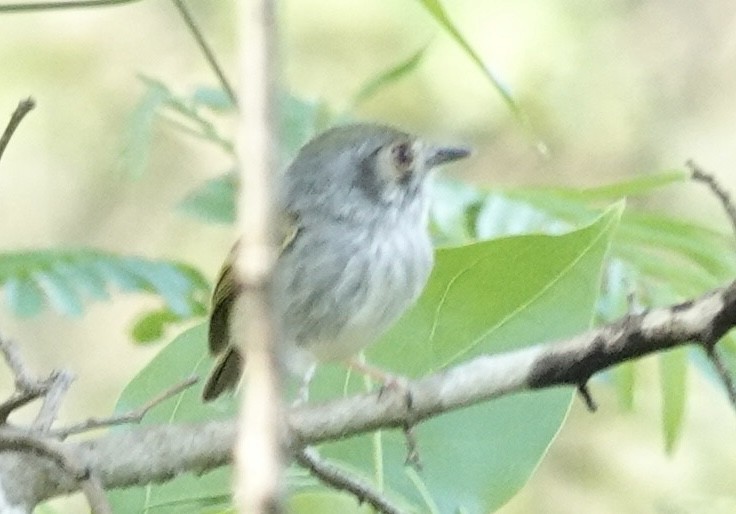 Ak Karınlı Küçük Tiran - ML644911933