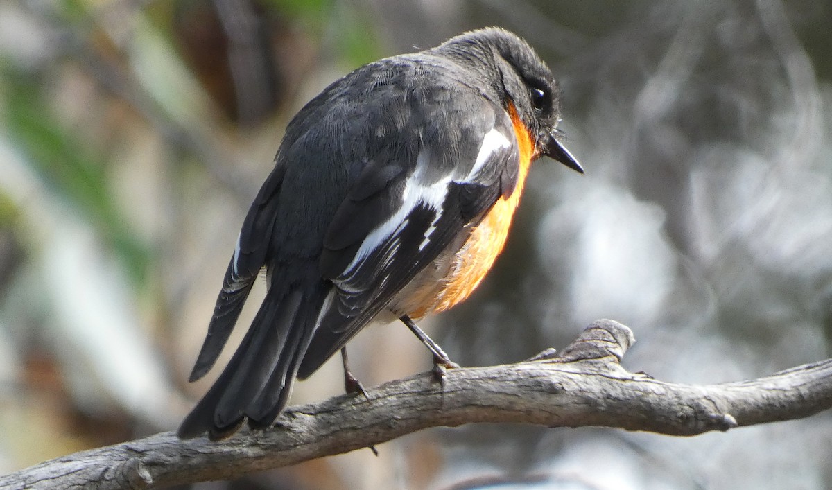 Flame Robin - ML644911967