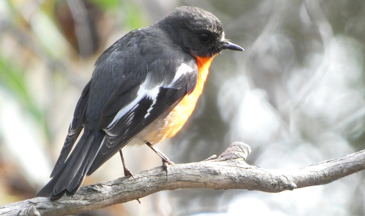 Flame Robin - ML644911968