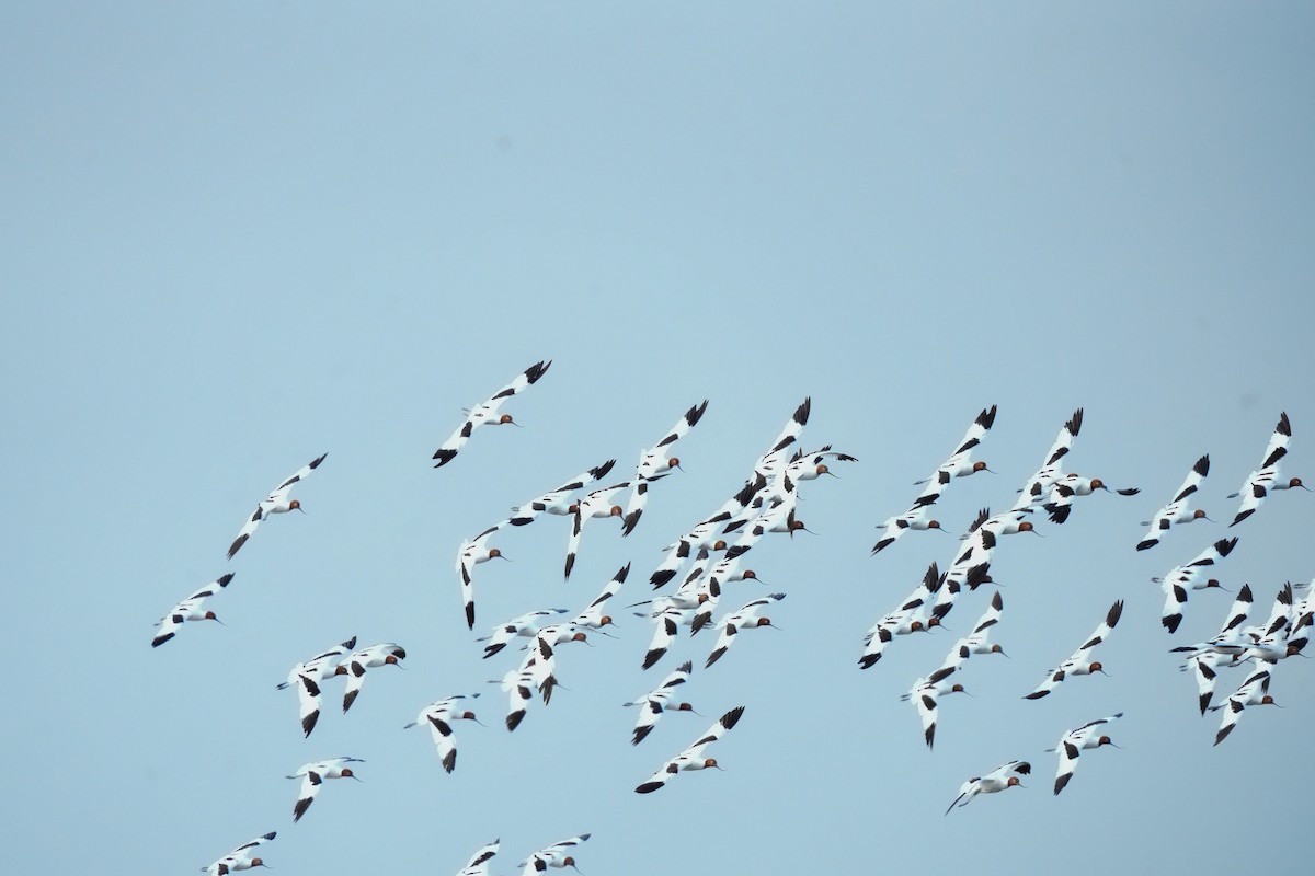 Red-necked Avocet - ML644911973