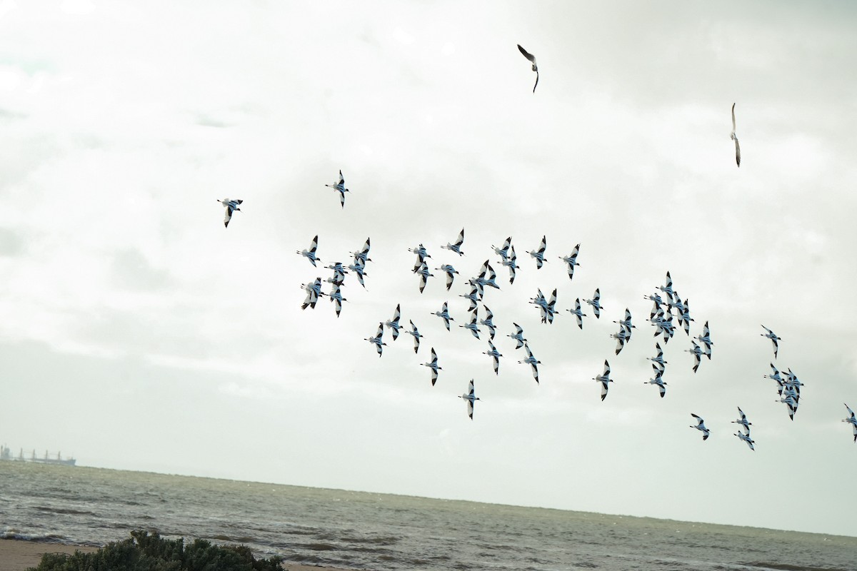 Red-necked Avocet - ML644911974