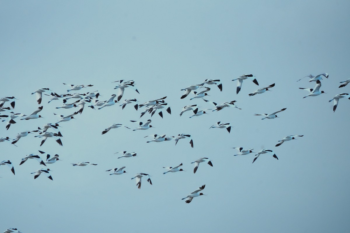 Red-necked Avocet - ML644911975