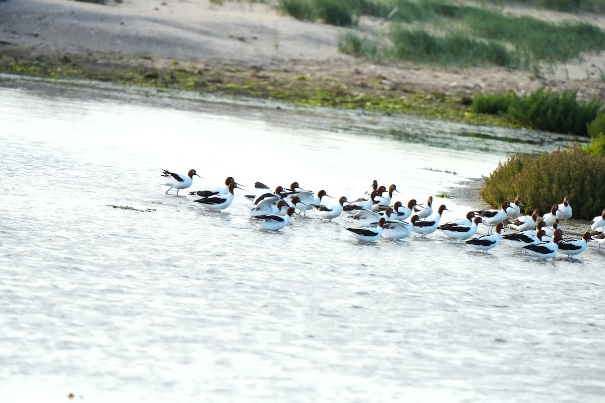 Red-necked Avocet - ML644911976